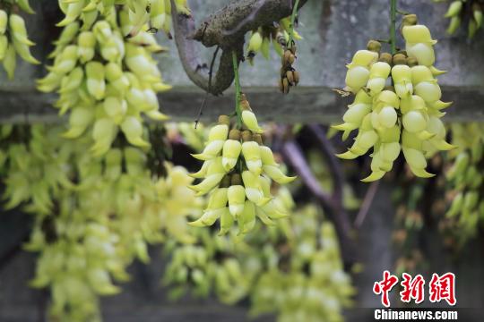 中科院华南植物园迎赏花最好季节