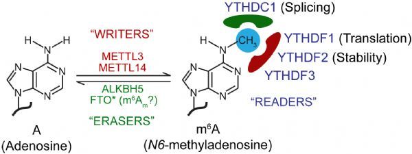 PLoS Pathogens：RNA的m6A修饰研究已经深入病毒学领域