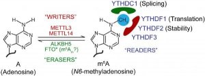 PLoS Pathogens：RNA的m6A修饰研究已经深入病毒学领域