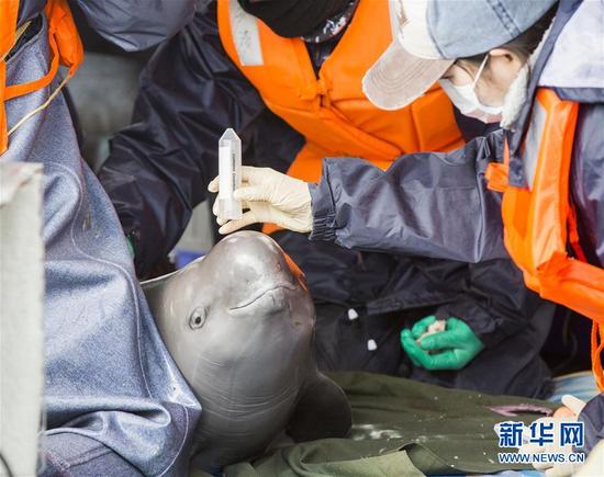 我国再次启动长江江豚迁地保护计划