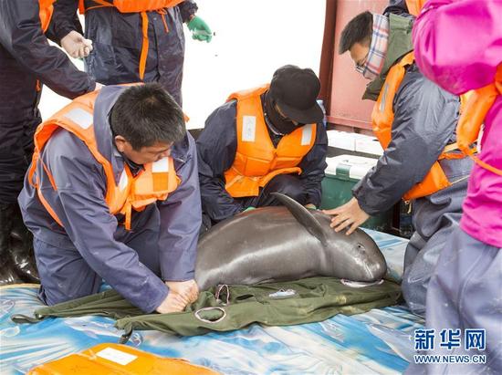 我国再次启动长江江豚迁地保护计划