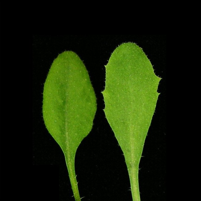 上海生科院在植物细胞核结构和功能研究方面取得进展