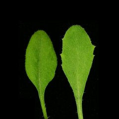 上海生科院在植物细胞核结构和功能研究方面取得进展