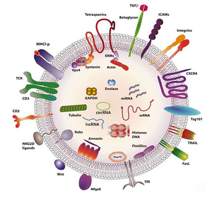 如何快速发现肿瘤特异性外泌体 RNA 分子标志物
