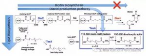 JACS：全新的人工奇碳二羧酸生物合成途径