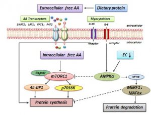 低蛋白氨基酸平衡日粮在养猪生产方面的基础研究获得阶段性进展