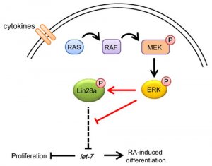 上海生科院发现胞外信号通过ERK激酶磷酸化Lin28调控P19细胞增殖及分化