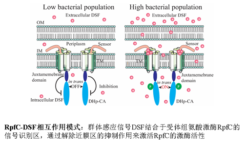 微生物所在植物病原细菌的“智商”感知信号研究中获进展