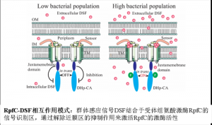 微生物所在植物病原细菌“智商”感知信号研究中获进展