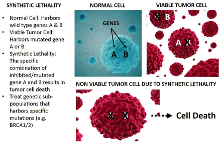 资本热捧，CRISPR 加持，协同致死效应成为抗癌新药研发的一匹黑马