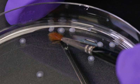 科学的力量：人工脑在培养皿中诞生了！