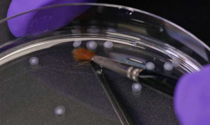 科学的力量：人工脑在培养皿中诞生了！