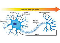神经元控制运动的奥秘