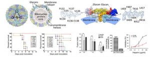 科学家解析虫媒黄病毒致病的分子机制