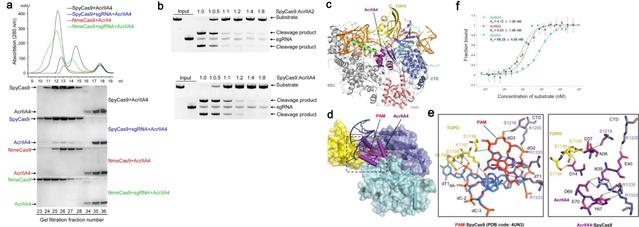 哈工大最新Nature！揭示Anti-CRISPR蛋白抑制SpyCas9活性的分子机制