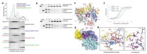 黄志伟教授团队《自然》发表最新研究成果，3年破解3个世界科学难题
