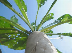 人造叶子可生产肥料