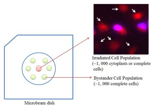 合肥研究院细胞质辐射诱导的旁效应研究获进展