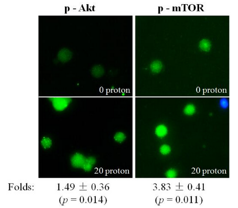 合肥研究院细胞质辐射诱导的旁效应研究获进展