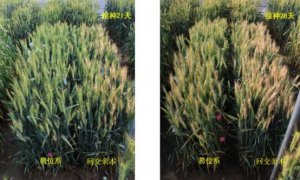 韩方普实验室在小麦赤霉病育种领域取得重要进展