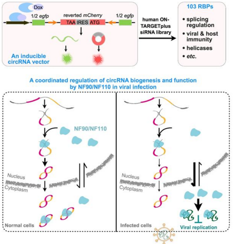 上海生科院 (人口健康领域) 科研人员合作发现 NF90/NF110 对环形 RNA 表达调控和功能作用的新机制