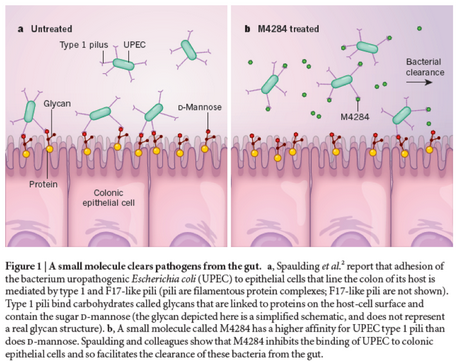 应对超级细菌新策略，阻断细菌与细胞的结合