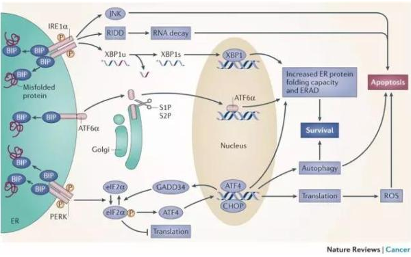 Science 子刊：癌细胞抗药性竟能传染！