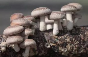 产量占全球75%，却没有自己的品种，我国食用菌研发还得加把劲！
