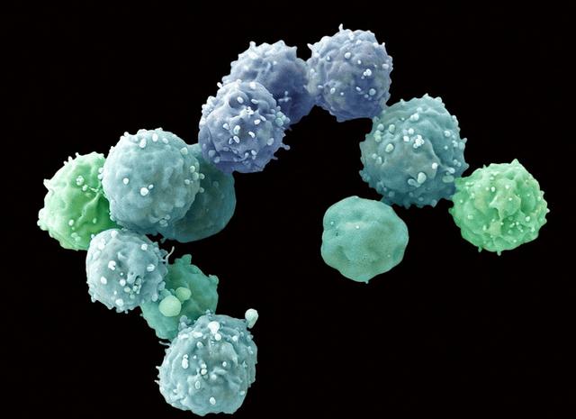 天然胚胎干细胞“全能”秘密揭晓，“Pramel7”蛋白能阻止其遗传物质甲基化