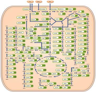 微生物所合作建立新的谷氨酸棒杆菌基因组规模代谢网络模型