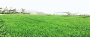 用基因技术设计“未来水稻”
