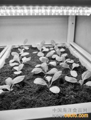 用海洋微生物种植新鲜蔬菜