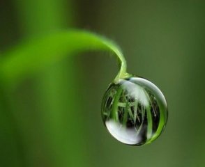 那些将小水珠玩弄于股掌之上的生物