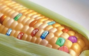 为何要大批量进口转基因农产品?