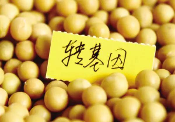 为何要大批量进口转基因农产品?