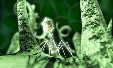 与CRISPR/Cas系统相爱相杀的抗CRISPR蛋白研究最新进展