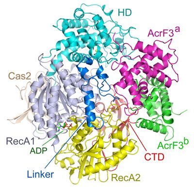 与CRISPR/Cas系统相爱相杀的抗CRISPR蛋白研究最新进展