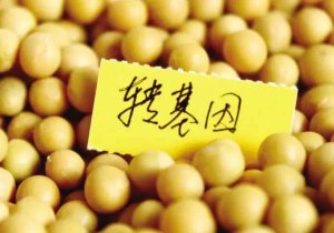 两个月18种转基因农产品获进口许可 中国也有“苦衷”