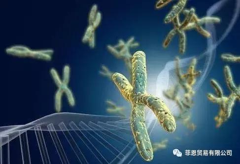 端粒酵素破解衰老之谜