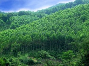 推广种植生物质能源林 保障生物质发电燃料