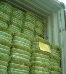 天津退运一批美国转基因奶牛饲料