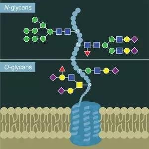 糖科学研究
