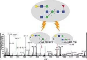 糖科学研究