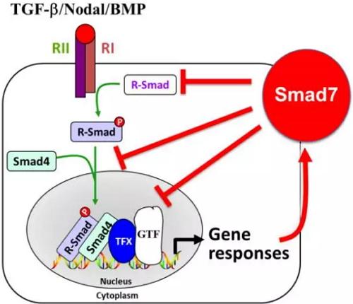 冯新华组揭示Smad7非依赖TGF-通路调控干细胞多能性的新机制