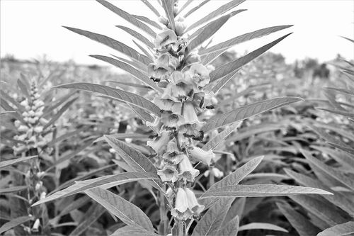 观赏芝麻惊艳登场