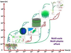 科学家改良光合效率制造超级作物，十五年后至少可增产20%