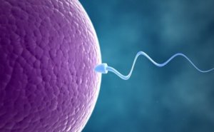 科学家试图实验室培育出人类精子和卵子