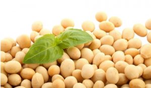 微生物所等解析大豆灰斑病菌基因组信息