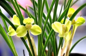 基因测序研究揭秘兰花进化