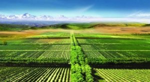 澳媒:中国科学家称可将沙漠里的沙变成肥沃土壤?